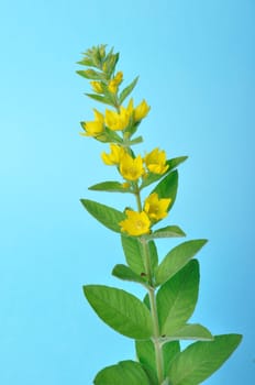Lysimachus on a blue background