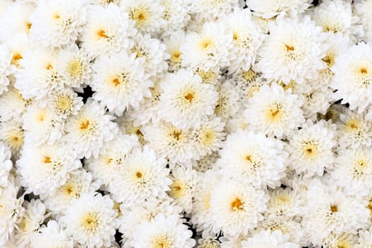Organic floral texture of white flowers, group of white chrysanthemum.
