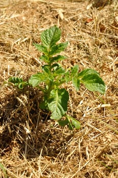 Potatoes growing on grass