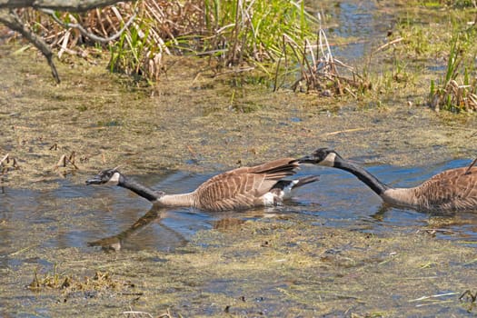 Canadian Geese Craning Their Necks in a Marsh in Moraine Hills State Park in Illinois
