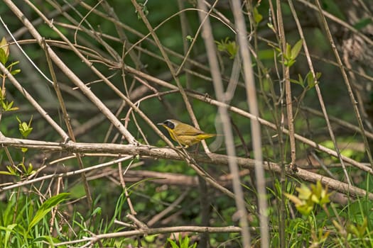 Common Yellowthroat in the Forest in Rock Cut State Park in Illinois
