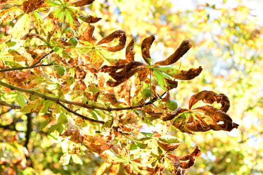 chestnut