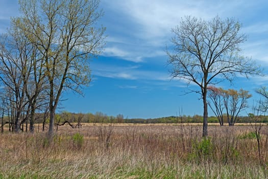 Forest and Wetland Habitat on a Sunny Day in Moraine Hills State Park in Illinois