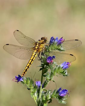 Great Blue Arrow Orthetrum cancellatum on blue viper head Echium vulgare