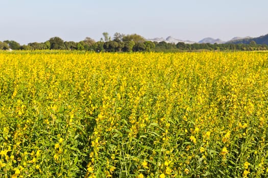 Spring rape seed flower field in Thailand