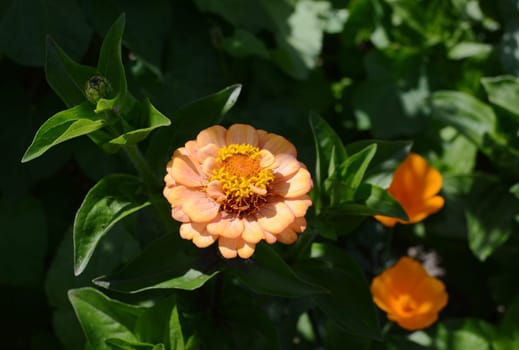 Peach coloured Zinnia Oklahoma flower against a green foliage background in dappled light, zinnia elegans