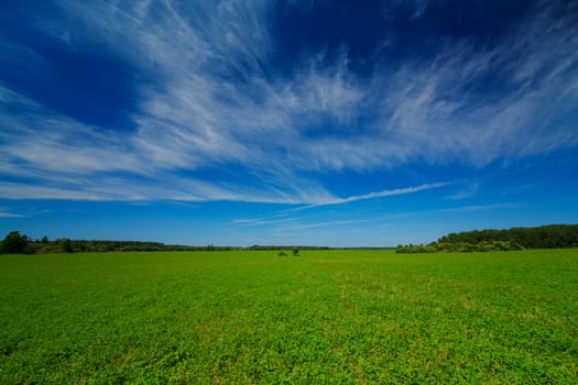 Expansive green field stretching to the horizon under a bright blue sky with wispy clouds. Peaceful rural landscape with lush vegetation and distant trees