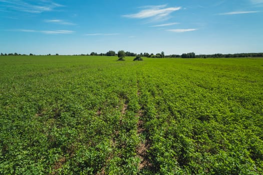 Vast green agricultural field stretching to the horizon under a bright blue sky. Peaceful rural landscape with scattered trees and cultivated vegetation on a sunny day