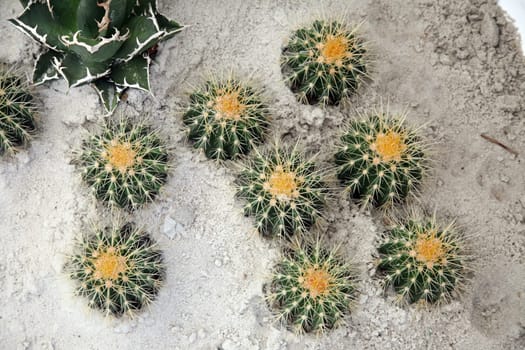 Cactus