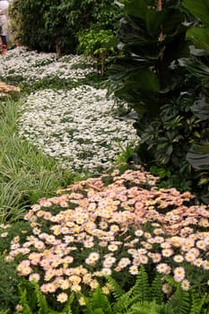 Flowers in the garden