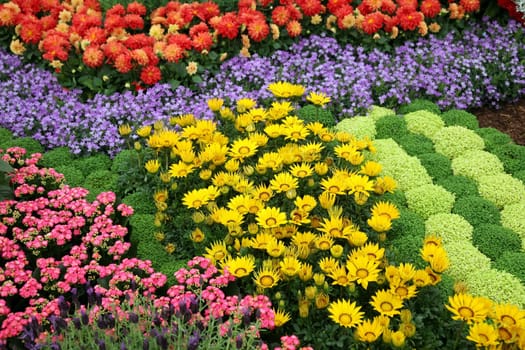 Flowers in the garden