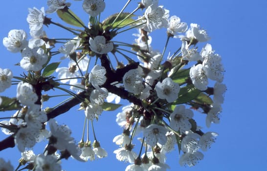 Close up of fruit flowers in the earliest springtime