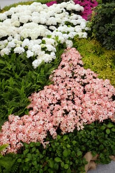 Flowers in the garden