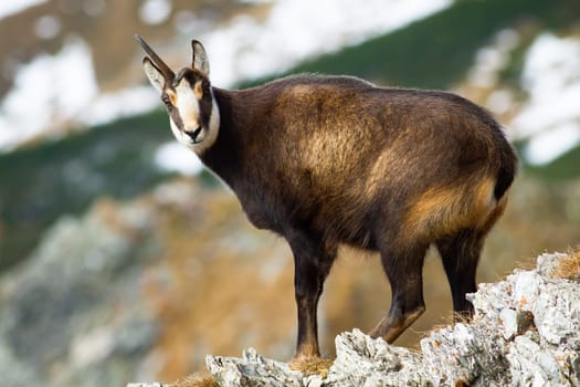 Tatra chamois, rupicapra rupicapra tatrica, standing on rock in autumn nature. Wild goat looking to the camera on mountains in winter. Alpine mammal with horns watching on cliff.