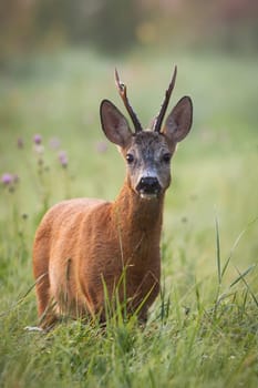 Roe deer, capreolus capreolus, standing on flower field in summertime nature. Wild buck looking to the camera on meadow from front in vertical composition.