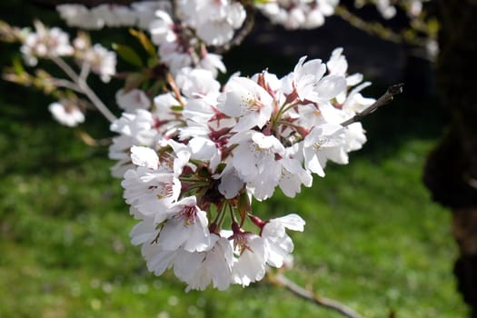 Close up of fruit flowers in the earliest springtime