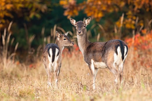 Two fallow deer, dama dama, standing on meadow in autumn nature. Pair of fawn hinds looking to the camera on field in fall. Wild mammal siblings observing on pasture in sunset.