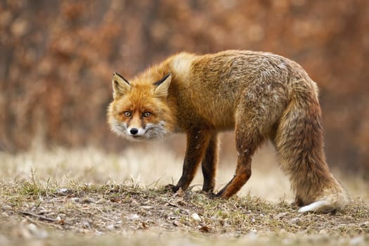 Stealth red fox, vulpes vulpes, sneaking on meadow in autumn nature. Orange alert animal looking to the camera on field. Wild mammal standing on dry glade.