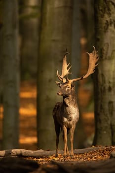 Majestic fallow deer, dama dama, stag, standing in forest in autumn nature. Wild animal with massive antlers observing in woodland in fall. Spotted mammal watching in color season.