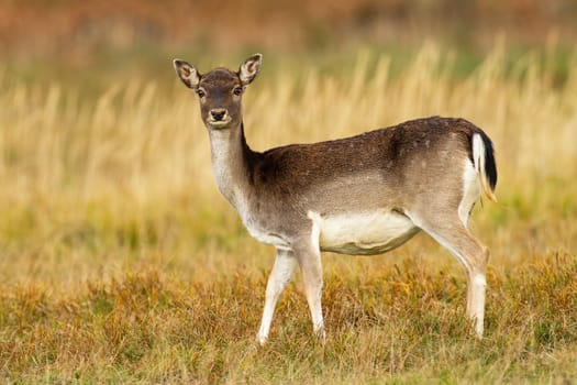 Fallow deer, dama dama, hind facing camera on meadow in autumn nature. Female wild mammal standing on grass from side low angle view. Animal wildlife.