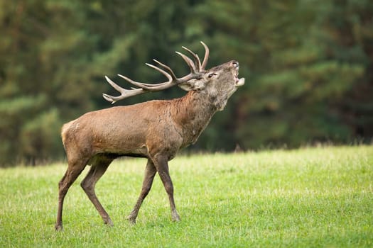 Territorial red deer, cervus elaphus, roaring on meadow in autumn. Majestic stag walking on rutting season on grassland. Wild animal with antlers moving with open mouth on field.