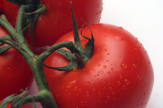 Tomato
