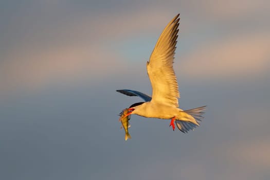 Common tern, sterna hirundo, flying in the air in springtime nature. Wild feathered animal holding a fish in beak in the sky. White seabird with spread wings.