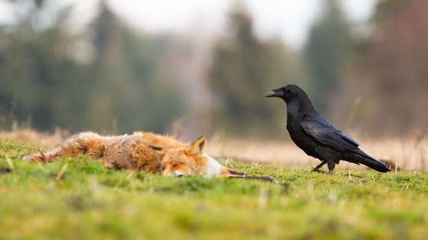 Black common raven, corvus corax, approaching dead red fox, vulpes vulpes, laying on the ground. Wild bird with dark feathers and massive beak near a kill on a meadow with green grass.