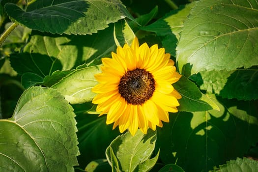 Sunflower In Bloom, close up of crop in agriculture field