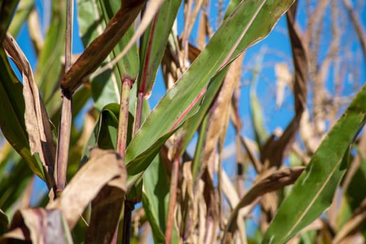 Full frame close up in natural light of green corn stalk leaves and stem with red veins and coloration. Defocused sunny background in agricultural field.