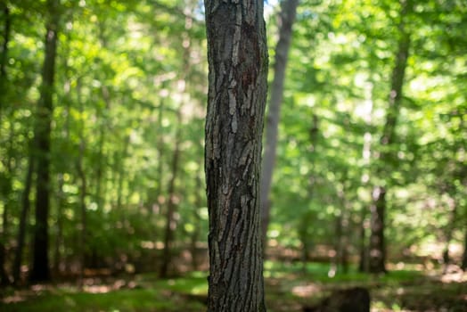 Full frame close up of a textured tree trunk in a green sunlit forest with soft green bokeh background and copy space.