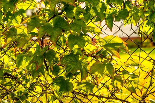 shiny wild wine leaves on a garden fence in autumnal colors