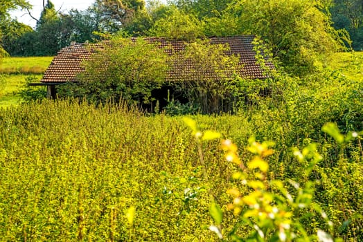 old barn hidden in the green