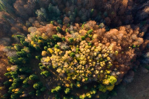 Colorful magic autumn mountain landscape.