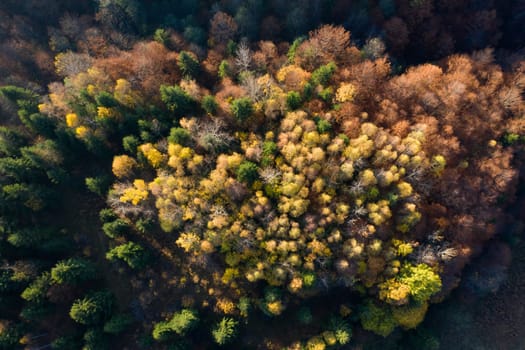 Colorful magic autumn mountain landscape.
