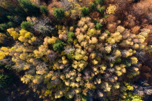 Colorful magic autumn mountain landscape.