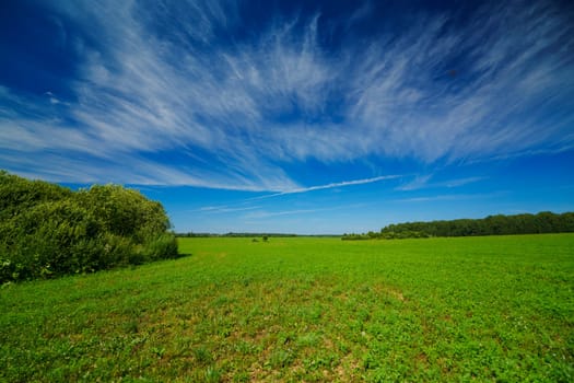 Expansive green field stretching to the horizon under a bright blue sky with wispy clouds. Peaceful rural landscape with lush vegetation and distant trees