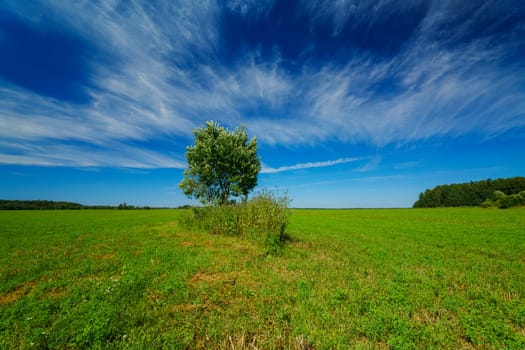 Lush green field with a small group of trees in the foreground and a dense forest in the background. Serene rural landscape under a bright blue sky on a sunny day