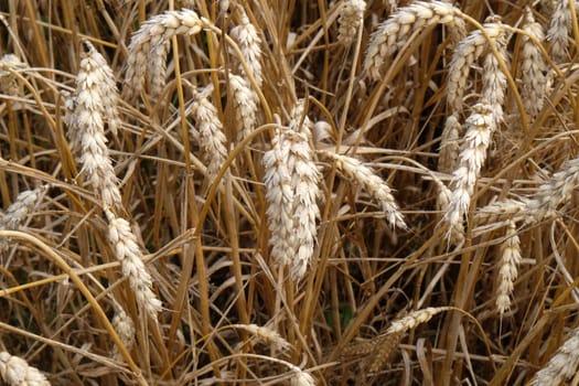 Field of wheat