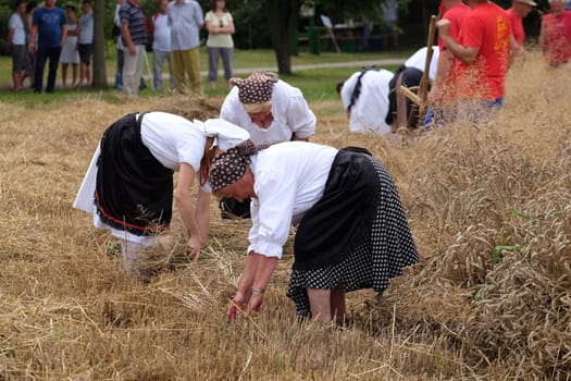 Peasant women harvesting wheat with scythe in wheat fields in Trnovec, Croatia