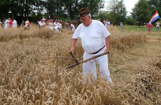 Farmer harvesting wheat with scythe in wheat fields in Trnovec, Croatia