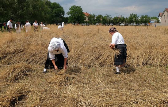 Peasant women harvesting wheat with scythe in wheat fields in Trnovec, Croatia