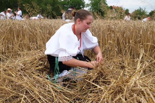 Peasant woman harvesting wheat with scythe in wheat fields in Trnovec, Croatia