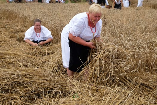Peasant women harvesting wheat with scythe in wheat fields in Trnovec, Croatia