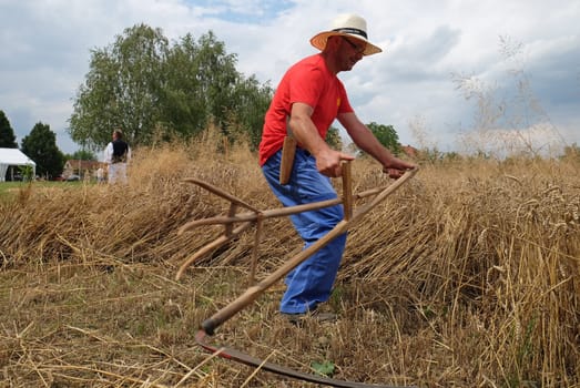 Farmer harvesting wheat with scythe in wheat fields in Trnovec, Croatia