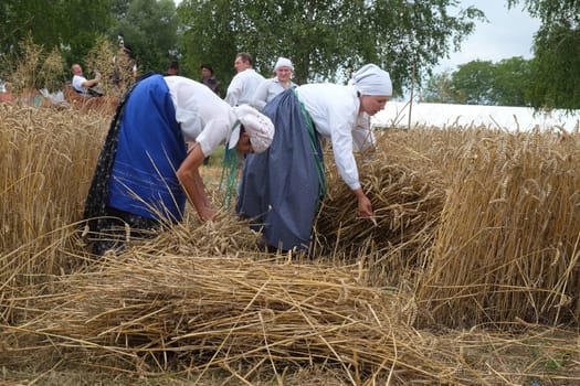 Peasant women harvesting wheat with scythe in wheat fields in Trnovec, Croatia