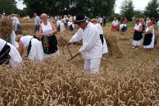 Farmer harvesting wheat with scythe in wheat fields in Trnovec, Croatia