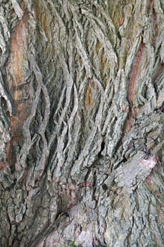 Tree bark texture