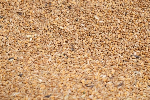 Ripe wheat after harvest