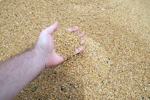 Hand holding golden wheat seed